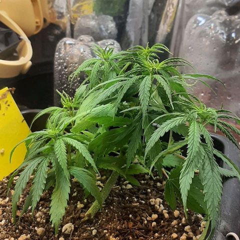 Phoenix 1ª growlog timeline photo