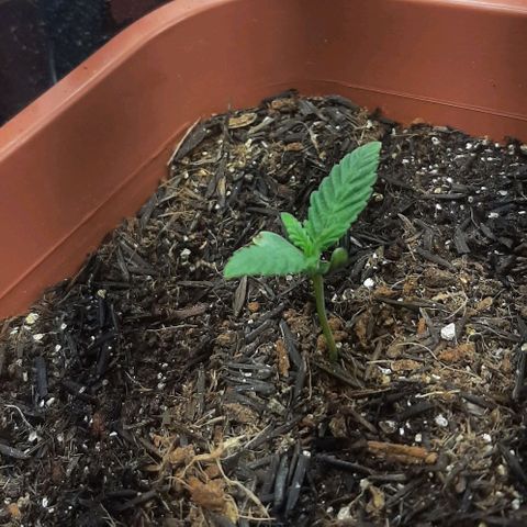 Tropicozz #1 growlog timeline photo