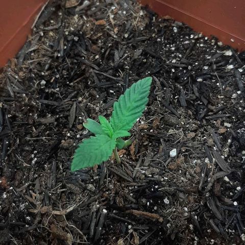 Tropicozz #1 growlog timeline photo