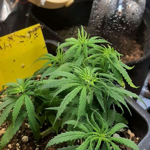 Phoenix 1ª growlog timeline photo