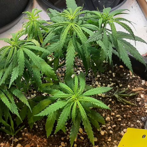 Phoenix 1ª growlog timeline photo