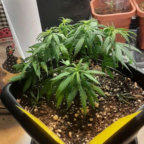 Phoenix 1ª growlog timeline photo