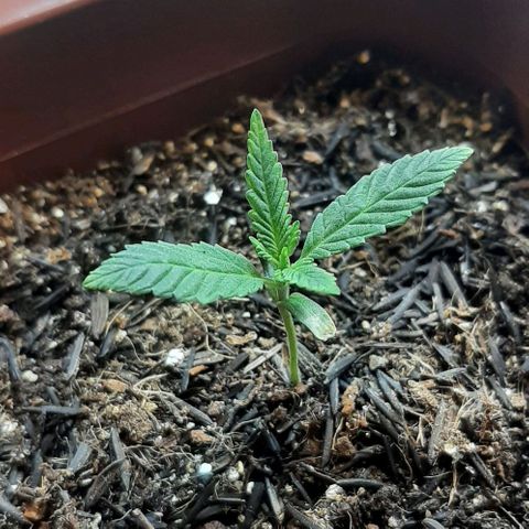 Tropicozz #1 growlog timeline photo
