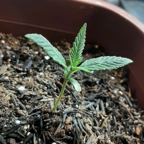 Tropicozz #1 growlog timeline photo