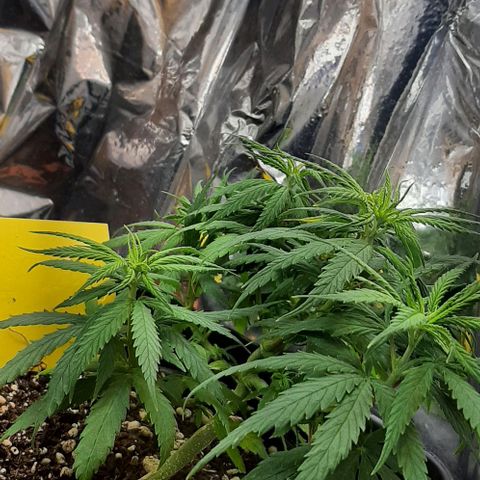 Phoenix 1ª growlog timeline photo