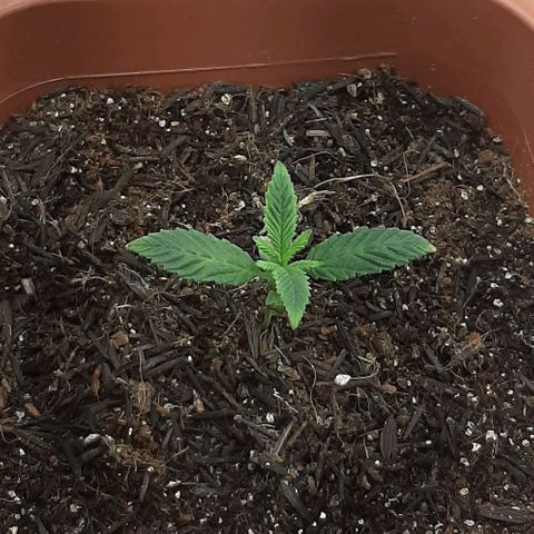 Tropicozz #1 growlog timeline photo