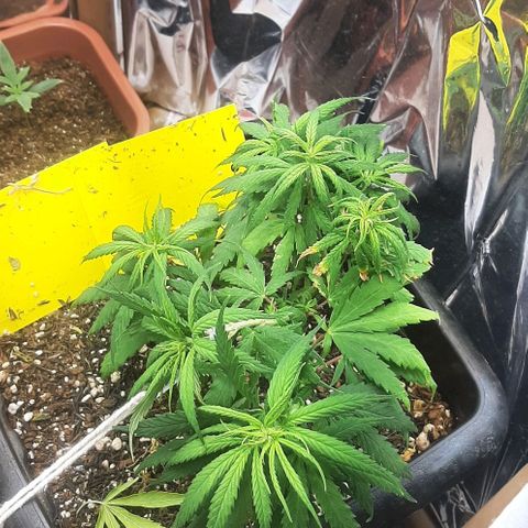 Phoenix 1ª growlog timeline photo