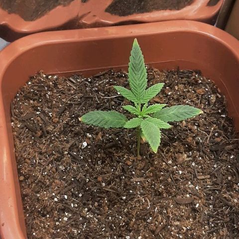 Tropicozz #1 growlog timeline photo