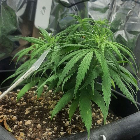 Phoenix 1ª growlog timeline photo