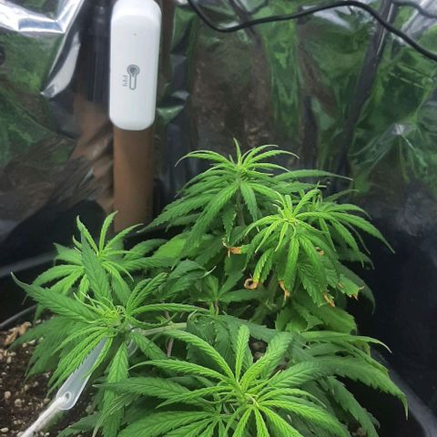 Phoenix 1ª growlog timeline photo