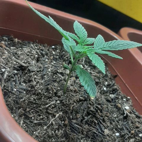 Tropicozz #1 growlog timeline photo