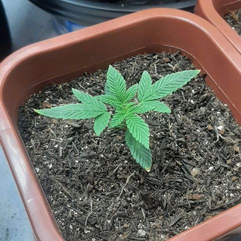 Tropicozz #1 growlog timeline photo