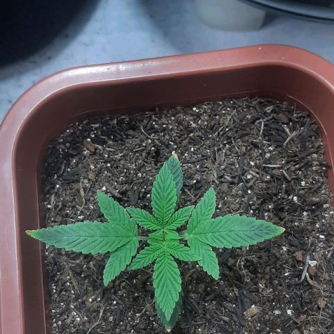 Tropicozz #1 growlog timeline photo