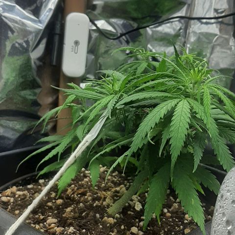 Phoenix 1ª growlog timeline photo