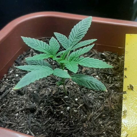 Tropicozz #1 growlog timeline photo