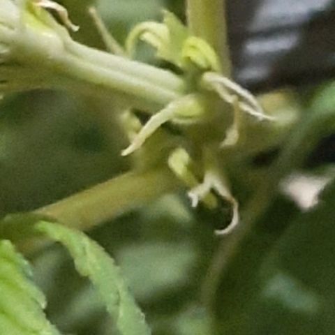 Phoenix 1ª growlog timeline photo