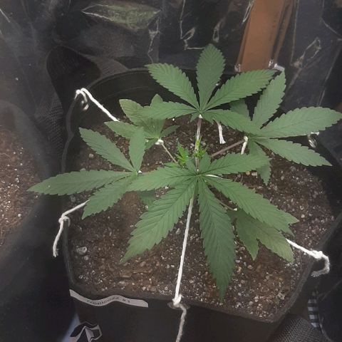 Tropicozz #1 growlog timeline photo