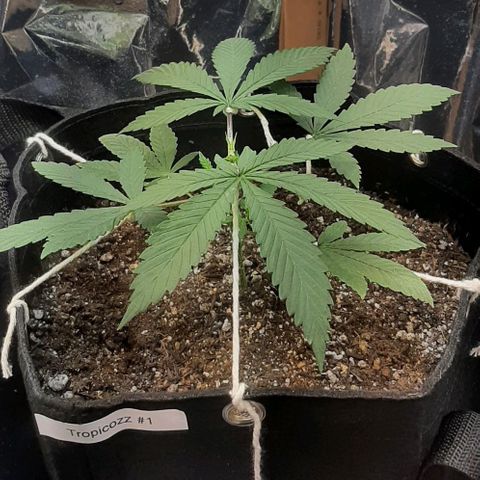 Tropicozz #1 growlog timeline photo