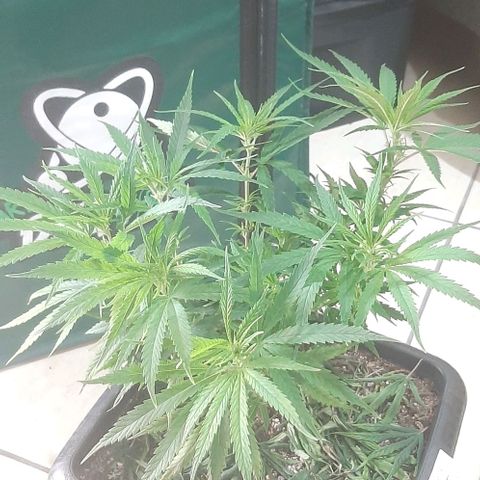 Phoenix 1ª growlog timeline photo