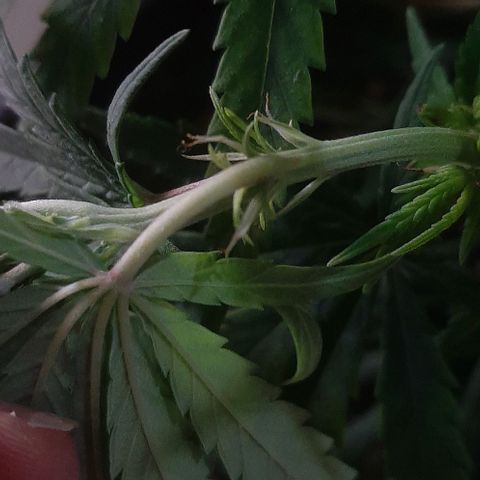 Phoenix 1ª growlog timeline photo