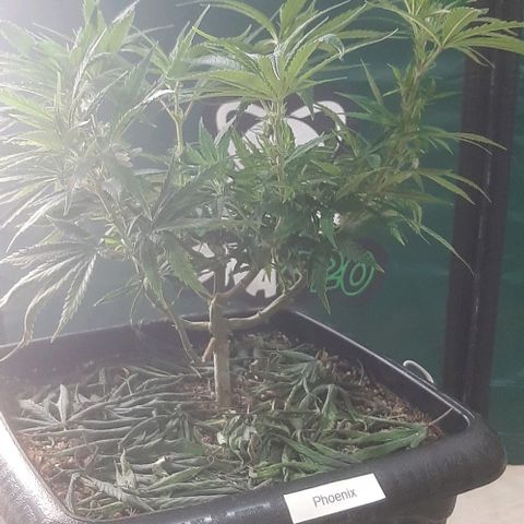 Phoenix 1ª growlog timeline photo