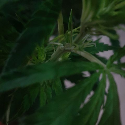 Phoenix 1ª growlog timeline photo