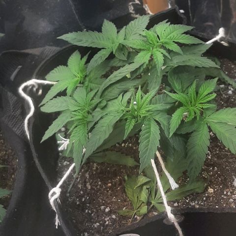 Tropicozz #1 growlog timeline photo