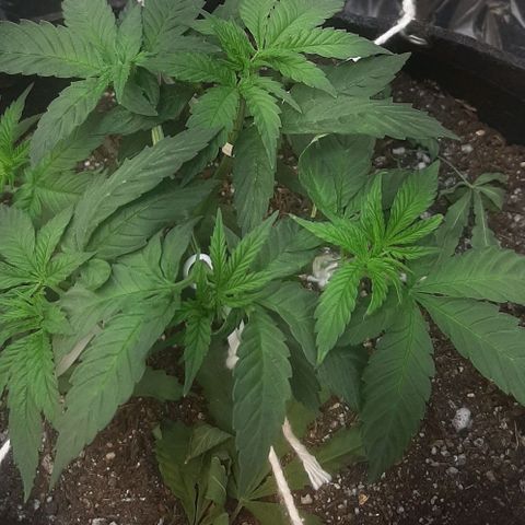 Tropicozz #1 growlog timeline photo
