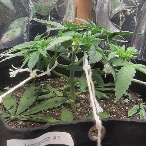 Tropicozz #1 growlog timeline photo
