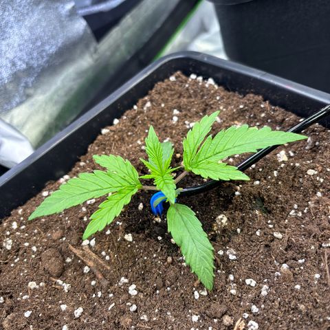 Fullgas growlog timeline photo