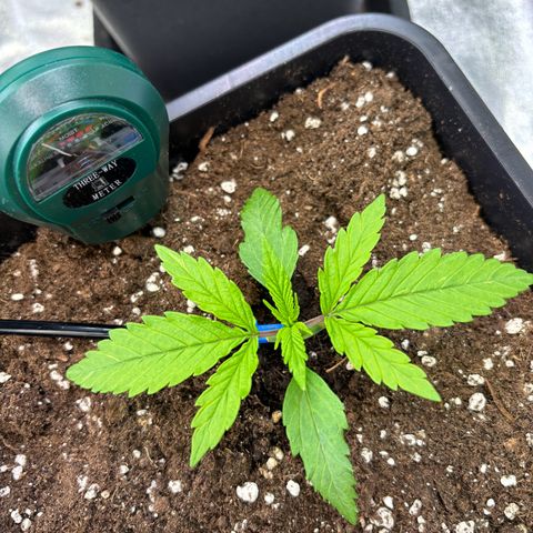 Fullgas growlog timeline photo