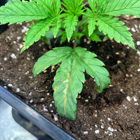 Fullgas growlog photo: Eine Pflanze zeigt Nährstoffmangel trotz love living soil. Denke es ist Cal und Mag Mangel da ich mit Osmose Wasser arbeite 