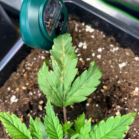 Fullgas growlog photo: Eine Pflanze zeigt Nährstoffmangel trotz love living soil. Denke es ist Cal und Mag Mangel da ich mit Osmose Wasser arbeite 