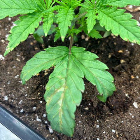 Fullgas growlog photo: Eine Pflanze zeigt Nährstoffmangel trotz love living soil. Denke es ist Cal und Mag Mangel da ich mit Osmose Wasser arbeite 