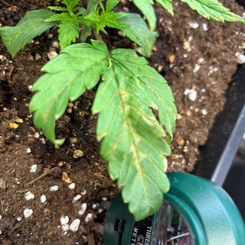 Fullgas growlog photo: Eine Pflanze zeigt Nährstoffmangel trotz love living soil. Denke es ist Cal und Mag Mangel da ich mit Osmose Wasser arbeite 