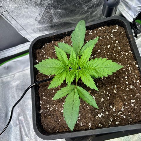 Fullgas growlog timeline photo