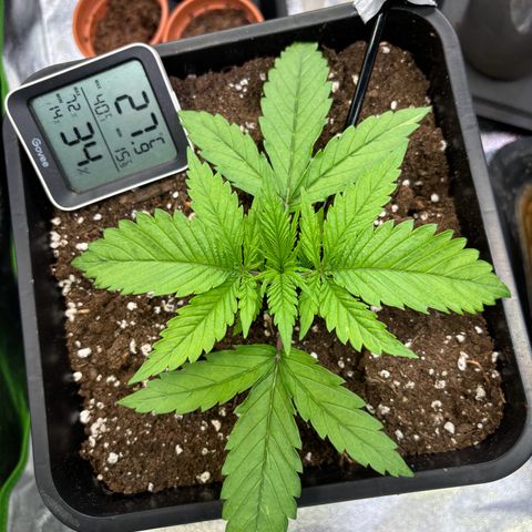 Fullgas growlog timeline photo
