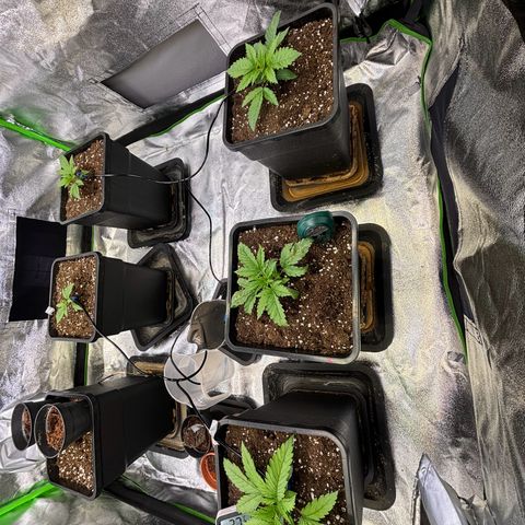 Fullgas growlog timeline photo