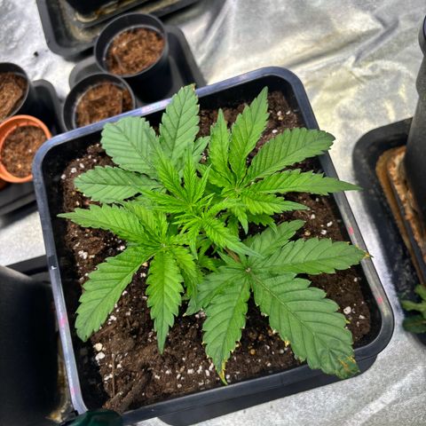 Fullgas growlog timeline photo