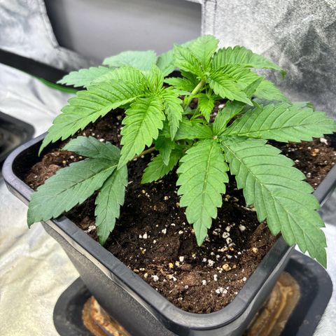 Fullgas growlog timeline photo