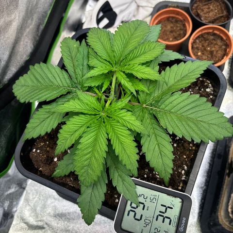 Fullgas growlog timeline photo