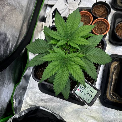 Fullgas growlog photo: Topping scheint ihnen gefallen zu haben. Ab morgen werden led wieder eine Stufe höher geschalten 