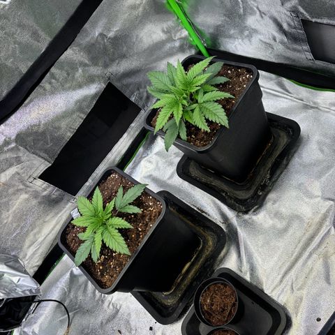 Fullgas growlog photo: Topping scheint ihnen gefallen zu haben. Ab morgen werden led wieder eine Stufe höher geschalten 