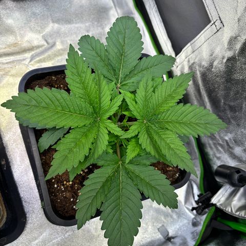Fullgas growlog photo: Topping scheint ihnen gefallen zu haben. Ab morgen werden led wieder eine Stufe höher geschalten 