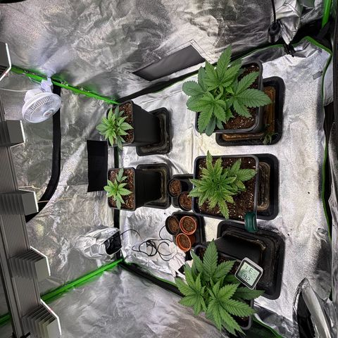 Fullgas growlog photo: Topping scheint ihnen gefallen zu haben. Ab morgen werden led wieder eine Stufe höher geschalten 