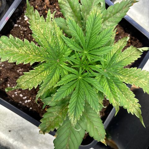 Fullgas growlog photo: Denk werde die aussortieren, zu viel Stress mit der 