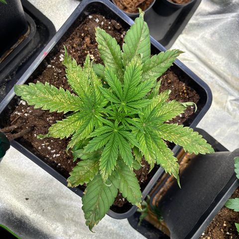 Fullgas growlog photo: Denk werde die aussortieren, zu viel Stress mit der 