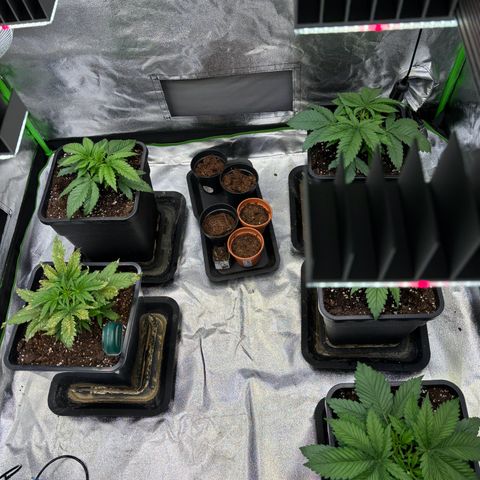 Fullgas growlog timeline photo