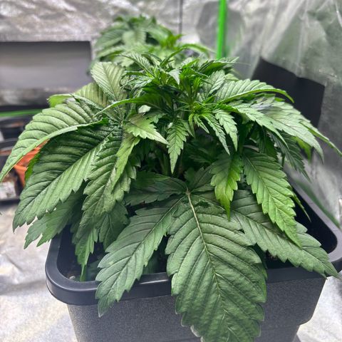 Fullgas growlog photo: Heute werde die bres entlaubt 