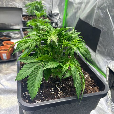 Fullgas growlog photo: Heute werde die bres entlaubt 